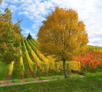 BW. near Sternenfels colourful vineyards in autumn