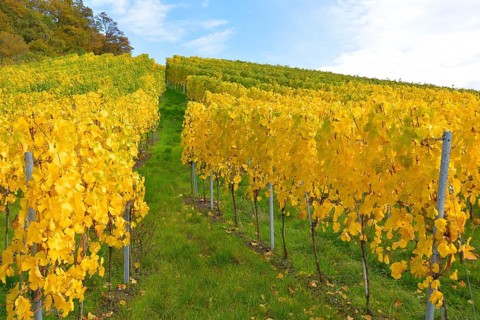 BW. near Sternenfels colourful vineyards in autumn