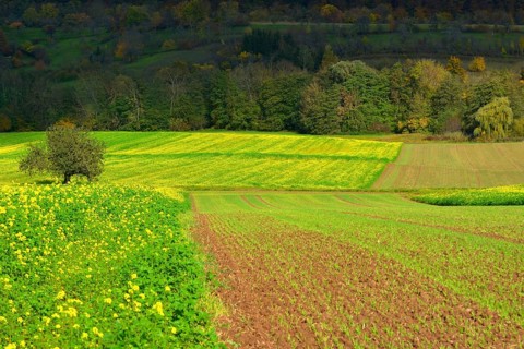 BW. Schuetzingen