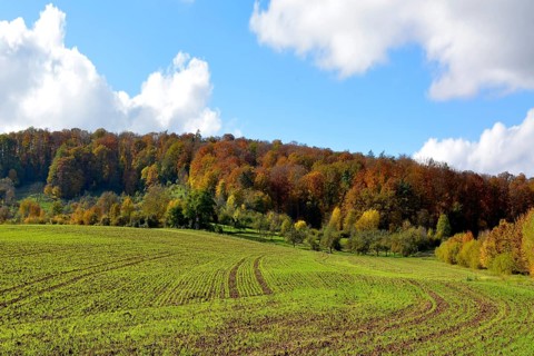 BW. Schuetzingen
