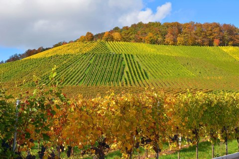 Colourful vineyards in autumn