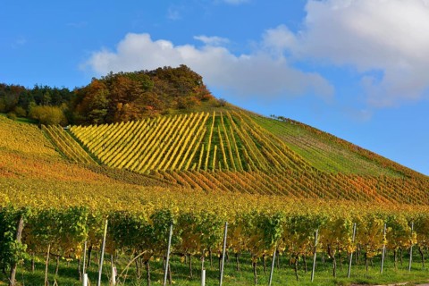 Colourful vineyards in autumn
