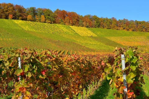 Colourful vineyards in autumn