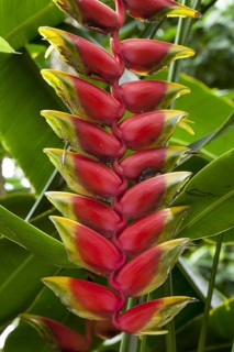 Heliconia