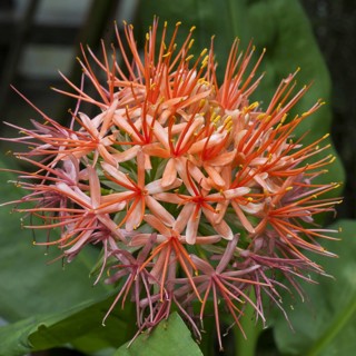 Blood lily