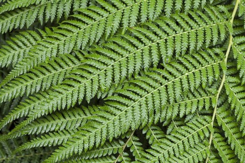 Felty pocket fern