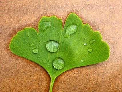 Ginkgo