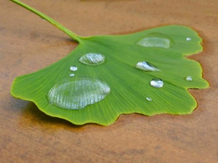 Ginkgo