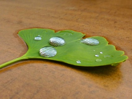 Ginkgo