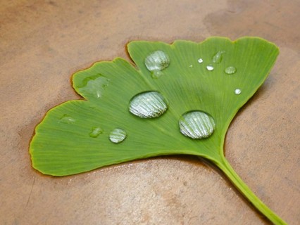 Ginkgo