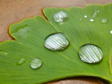Ginkgo