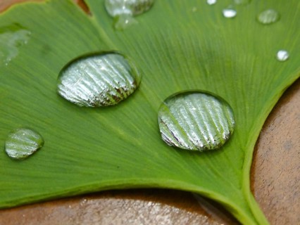 Ginkgo