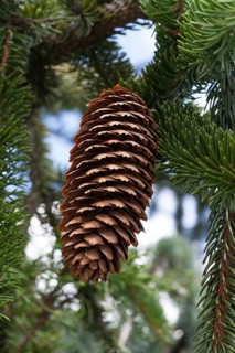 Cones