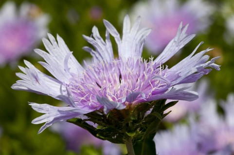 Cornflower Aster