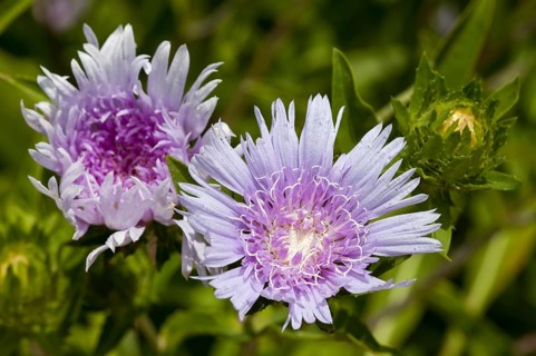 Cornflower Aster