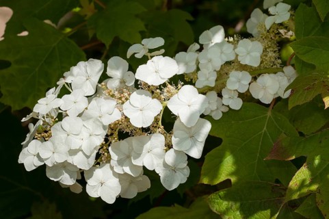 Oakleaf hydrangea