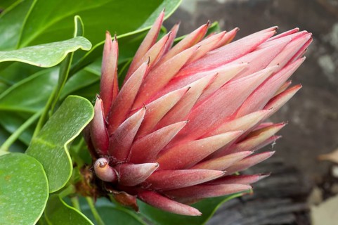 King protea