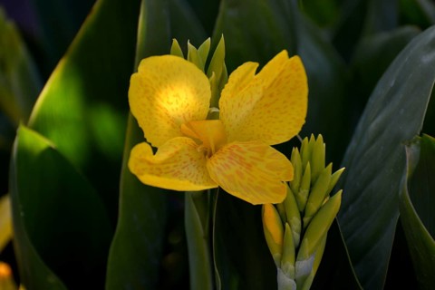 Canna yellow flowering in the garden