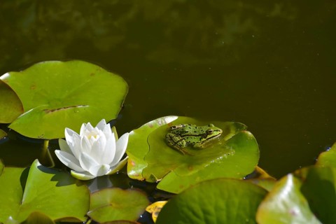 Water frog near white water lily in garden pond
