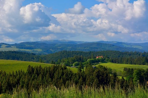Black Forest