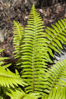 California western swordfern