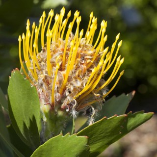 Tree tree pincushion
