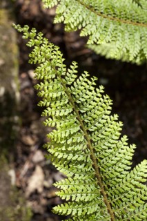 Soft soft shield fern