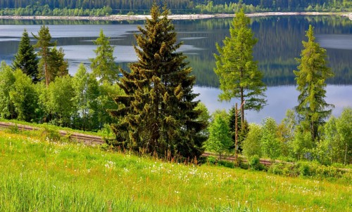 Black Forest