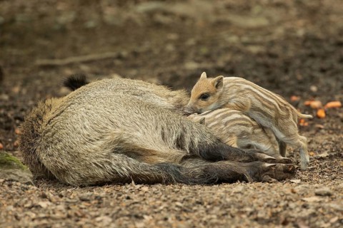 Wild boar Old animal lying and two young animals standing sucking looking left
