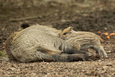 Wild boar Old animal lying and two young animals standing sucking looking left