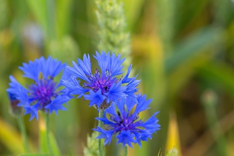 Cornflowers