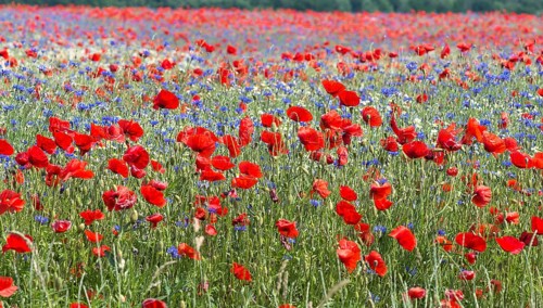 Field with poppy flowers