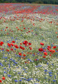 Field with poppy flowers
