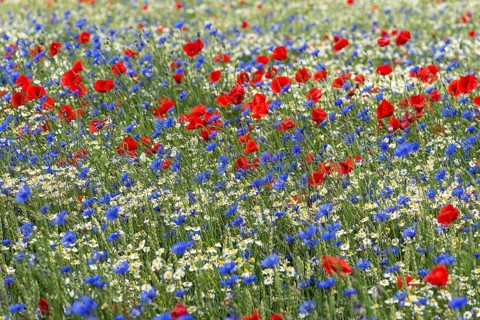Field with poppy flowers