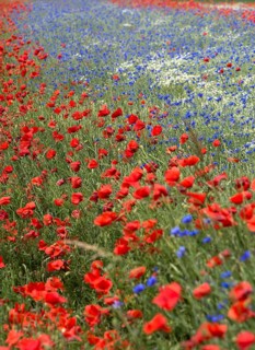 Field with poppy flowers