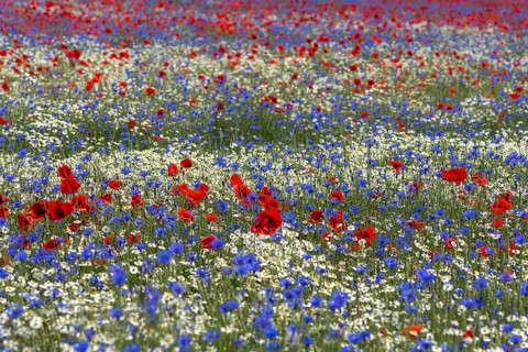 Field with poppy flowers