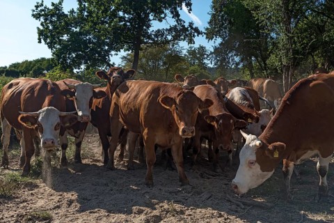 Buntscheck outdoor cattle