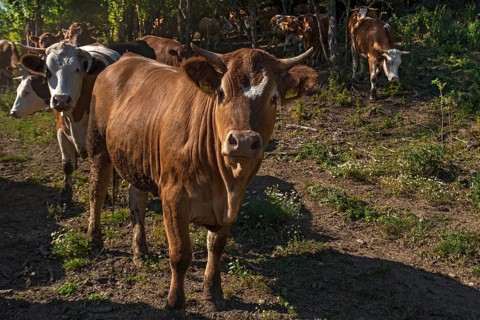 Buntscheck outdoor cattle