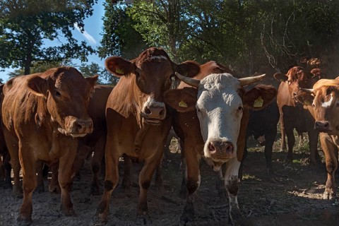 Buntscheck outdoor cattle