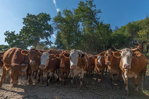 Buntscheck outdoor cattle