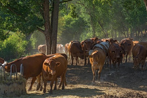 Buntscheck cattle in the open