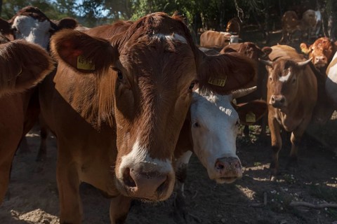 Buntscheck outdoor cattle
