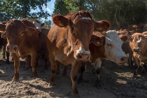 Buntscheck outdoor cattle