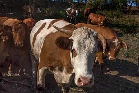 Buntscheck outdoor cattle