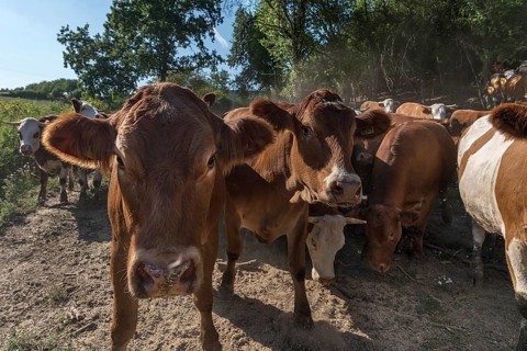 Buntscheck outdoor cattle