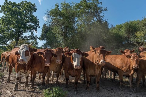 Buntscheck outdoor cattle