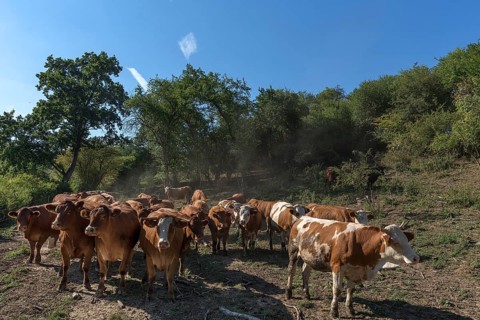 Buntscheck outdoor cattle