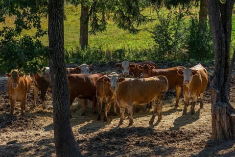 Buntscheck cattle in the shade of trees in the open