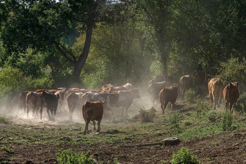 Buntscheck cattle in the open