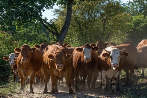 Buntscheck cattle in the open